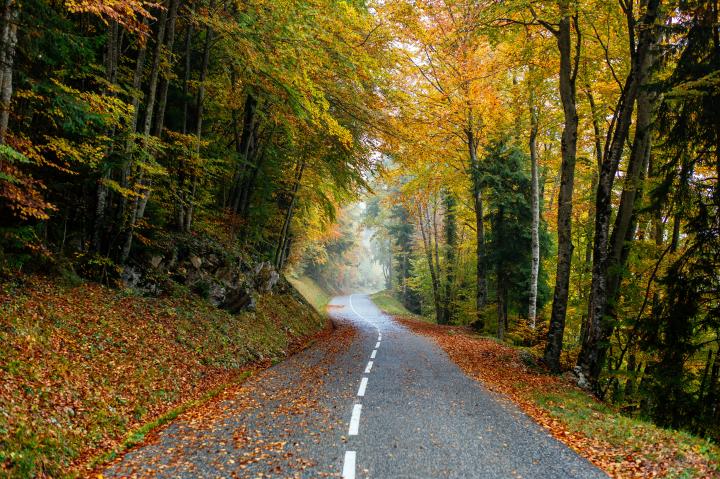 beautiful-scenery-road-forest-with-lot-colorful-autumn-trees.jpg adsf